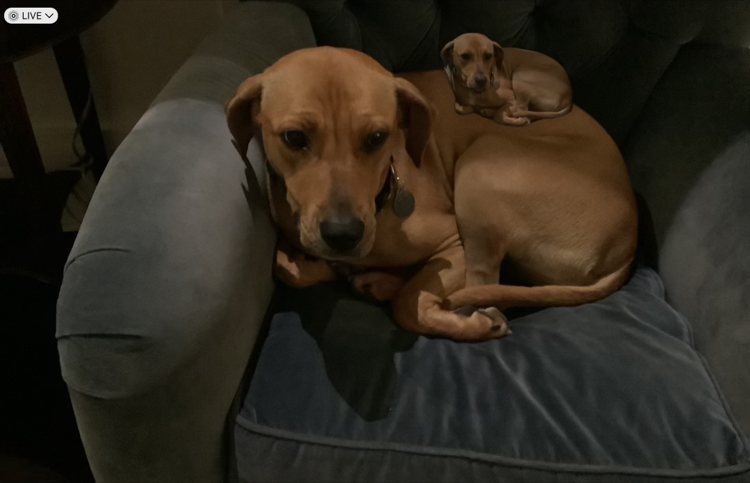 Dog People Save Dogs